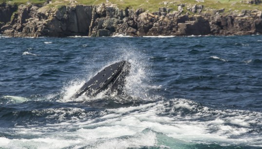 Image:A humpback whale in the North Atlantic. The Water Revolution Foundation also supports the IMMA programme for ocean conservation, which seeks to improve the resilience of the environment by protecting key species. Image: Liz Leyden / Getty Images