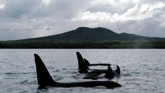 A pod of Orca off Rangitoto Island in Auckland, part of the Hauraki Gulf restricted zone in New Zealand where a shipping transit protocol is in place. The new Whale Chart is intended to assist with voyage planning to minimize the risk of ship strikes to whales and other cetaceans. Image: Wikimedia Commons Image:A pod of Orca off Rangitoto Island in Auckland, part of the Hauraki Gulf restricted zone in New Zealand where a shipping transit protocol is in place. The new Whale Chart is intended to assist with voyage planning to minimize the risk of ship strikes to whales and other cetaceans. Image: Wikimedia Commons