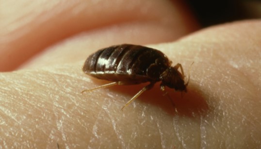 Image:The itchy bites caused by bed bugs can lead to insomnia and anxiety. Image: Getty Images / John Downer